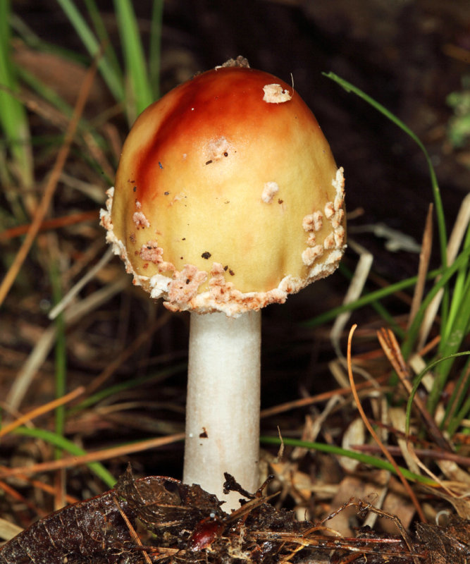 Amanita rubescens