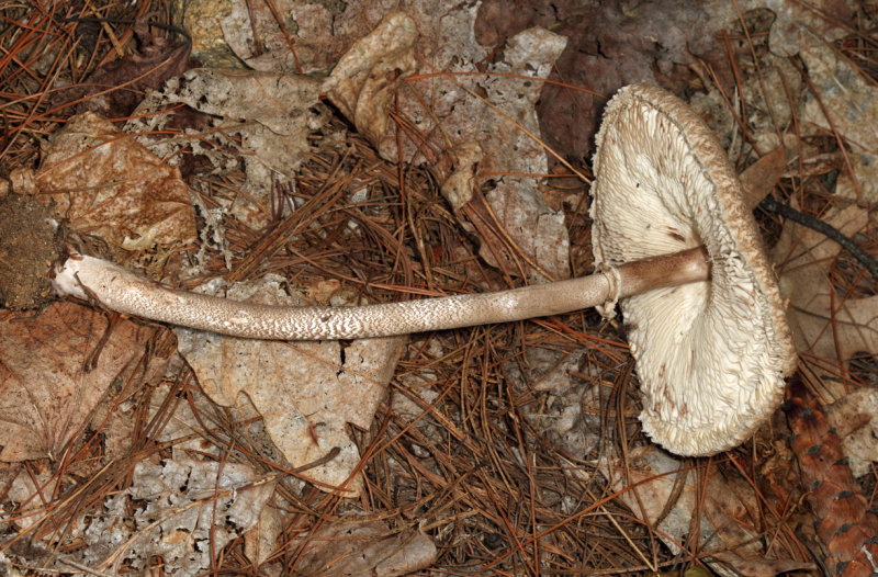 Macrolepiota procera