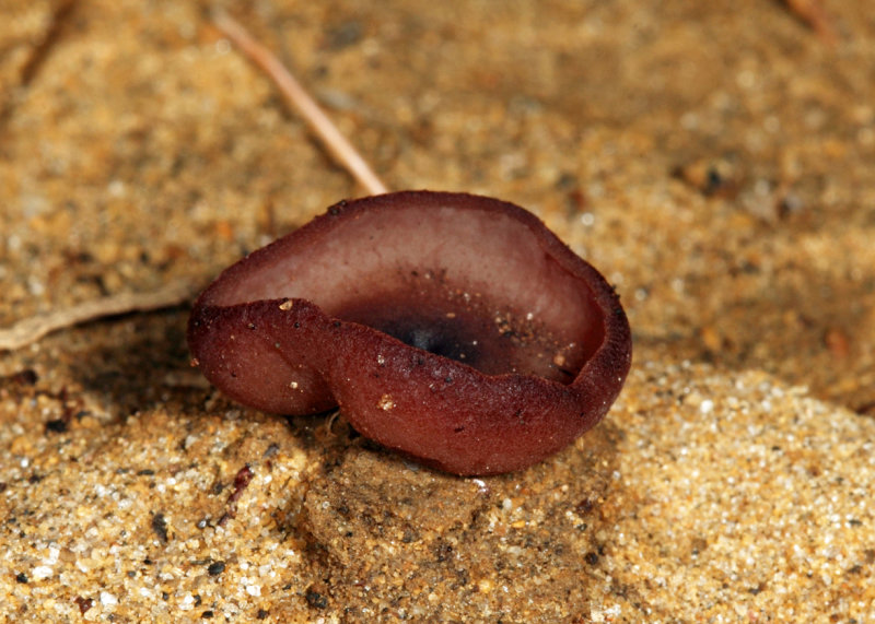 Peziza varia (Common Brown Cup)