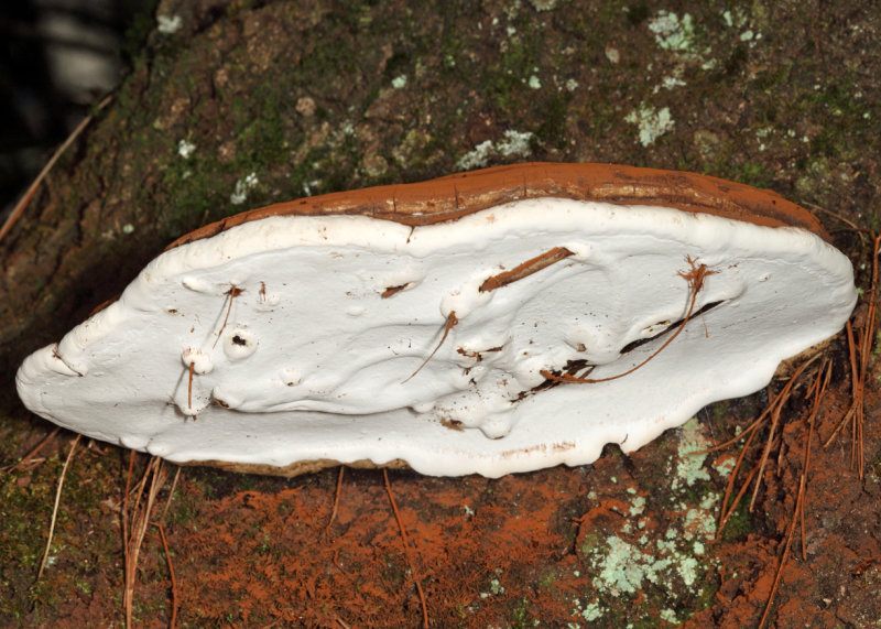 Ganoderma applanatum (Artists Conk)