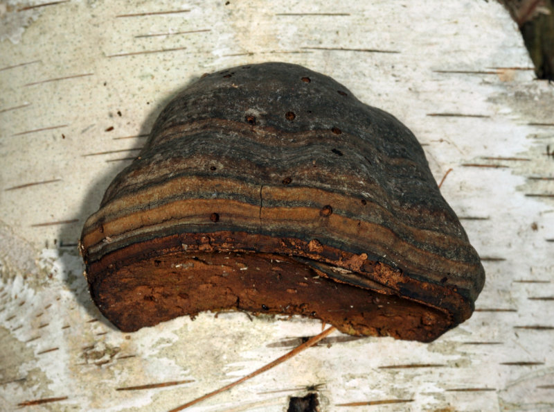 Fomes fomentarius