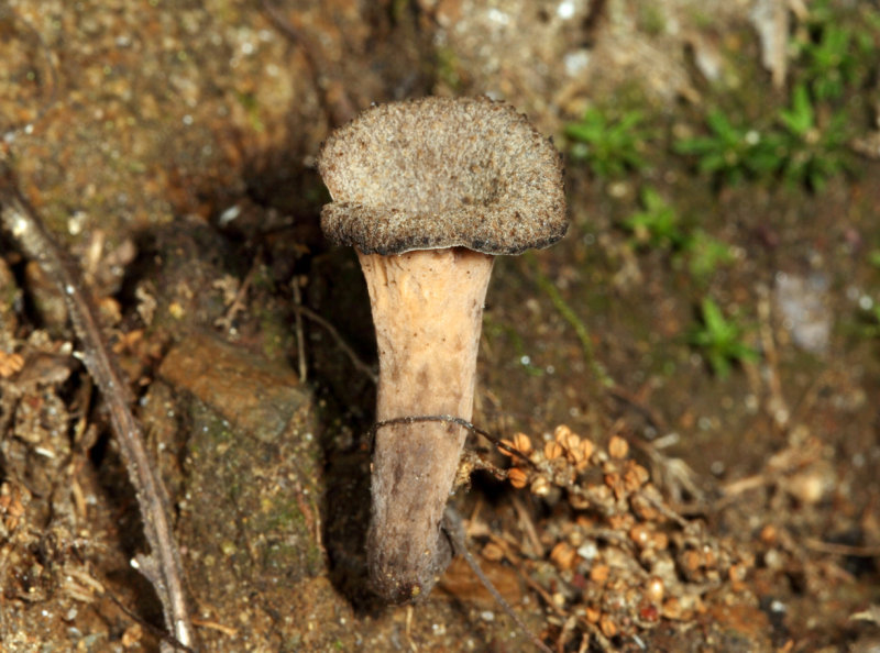 Craterellus fallax (Black Trumpet)