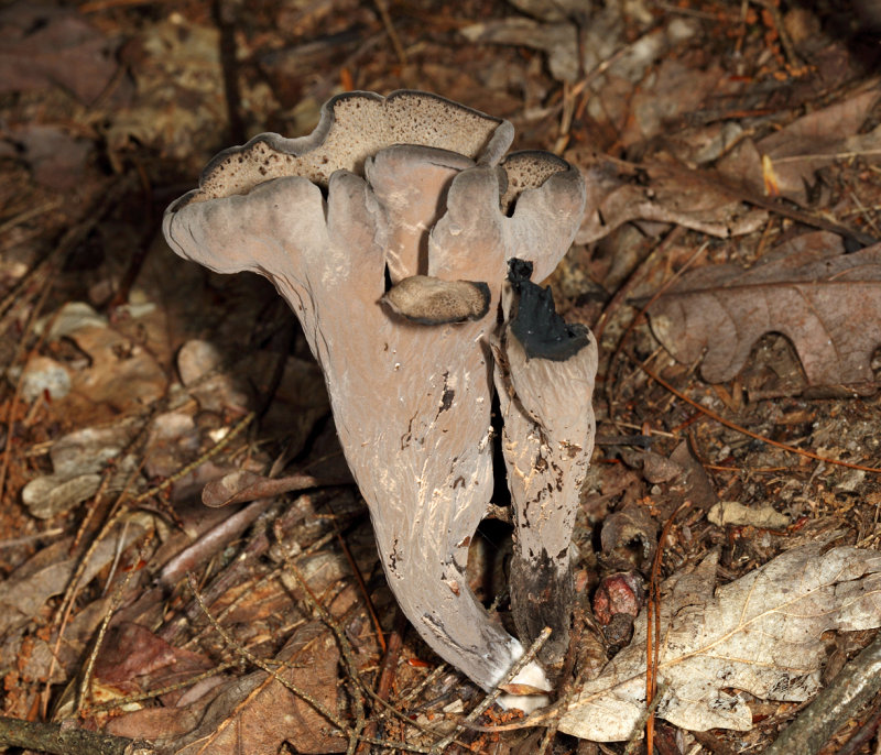 Craterellus fallax (Black Trumpet)