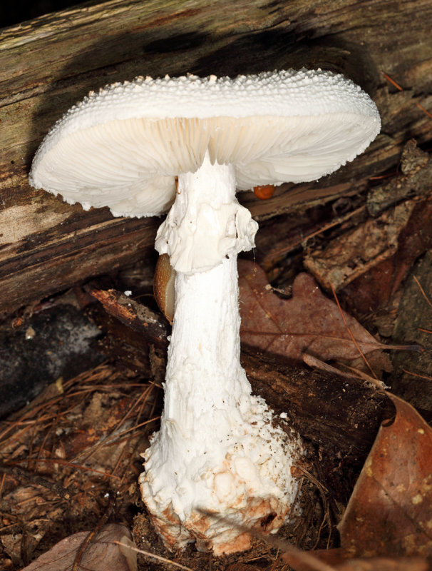 Amanita cokeri