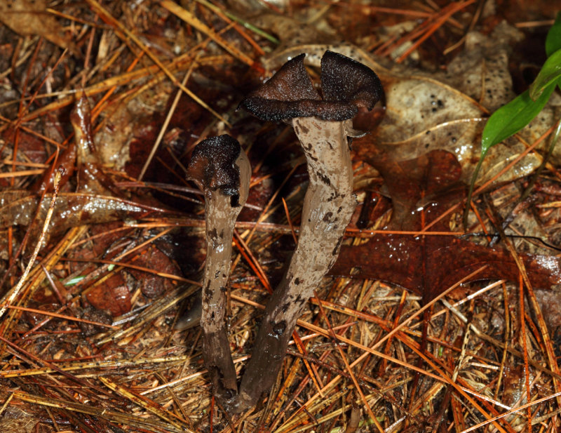 Craterellus fallax (Black Trumpet)