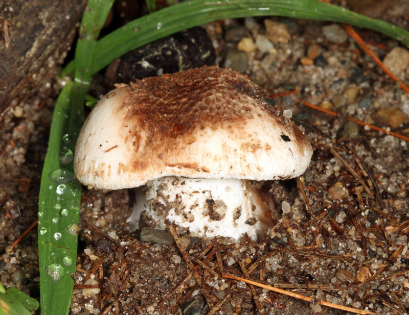 Amanita volvata