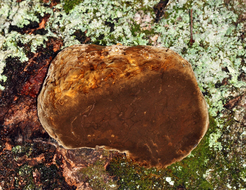 Phellinus everhartii