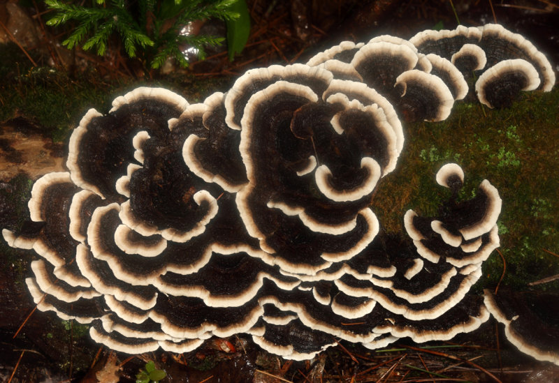 Trametes versicolor (Turkey Tail)