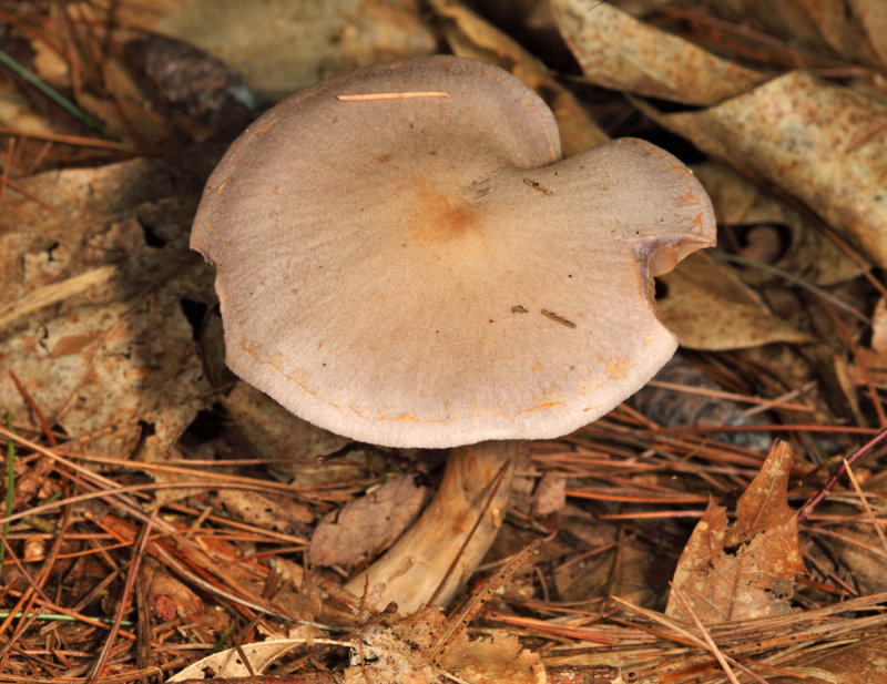 Cortinarius alboviolaceus