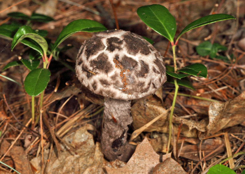 Strobilomyces floccopus (The Old Man of the Woods)