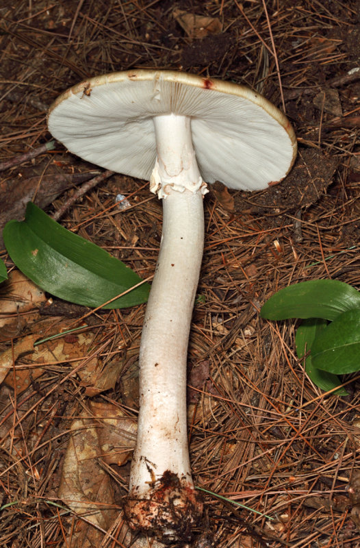 Blusher - Amanita rubescens