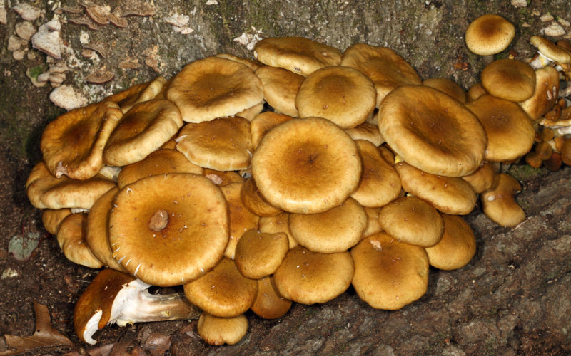 Armillaria mellea (Honey Mushroom)