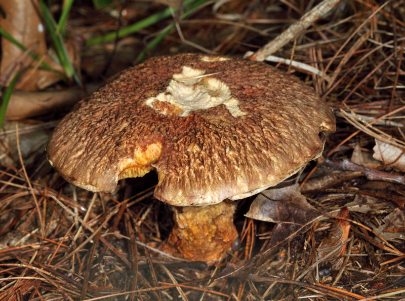 Boletus hortonii