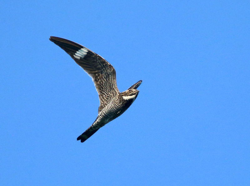 Common Nighthawk - Chordeiles minor