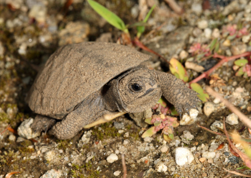 Blandings Turtle - Emydoidea blandingii (newly hatched)