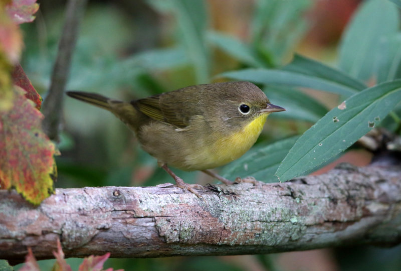 Common Yellowthroat - Geothlypis trichas