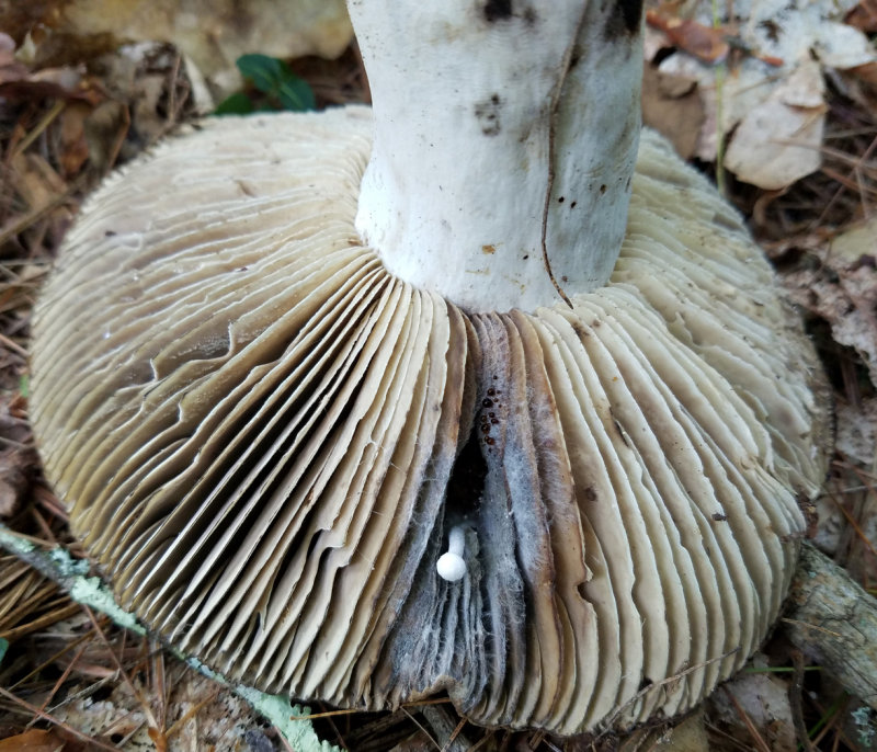 Russula nigricans