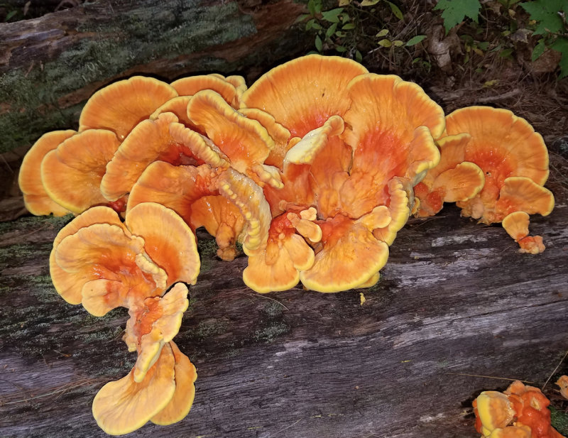 Chicken of the Woods - Laetiporus sulphureus