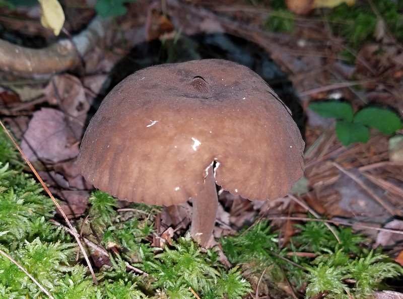 Melanoleuca polioleuca