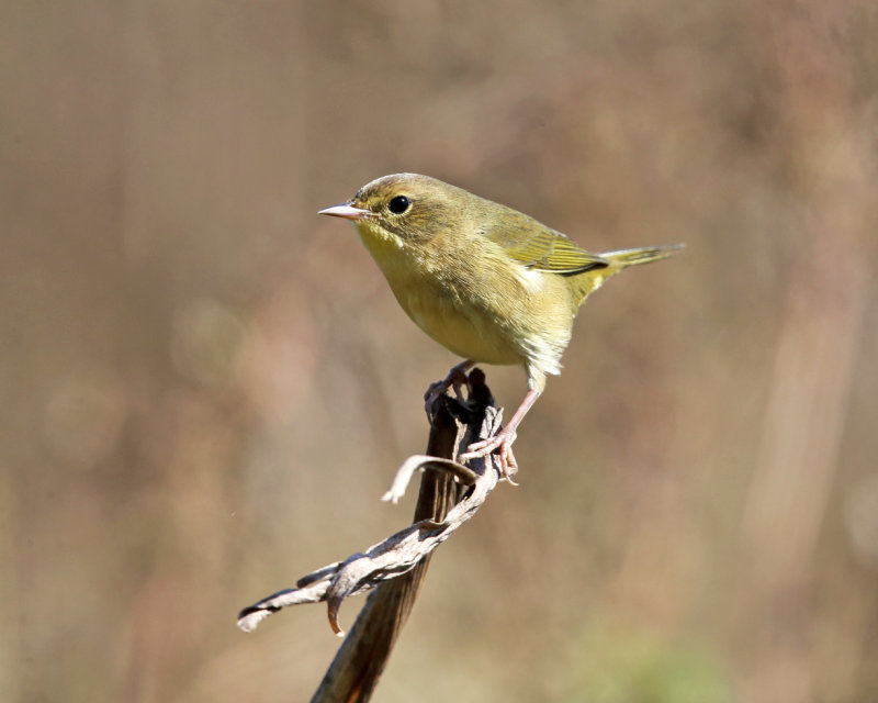 Common Yellowthroat - Geothlypis trichas