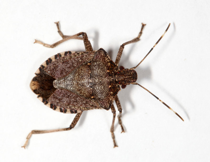 Brown Marmorated Stink Bug - Halyomorpha halys