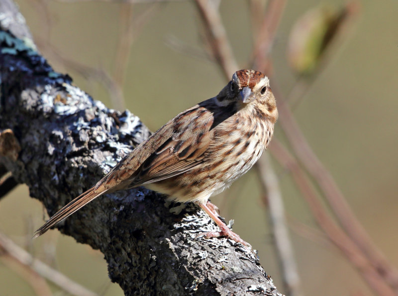 Song Sparrow - Melospiza melodia