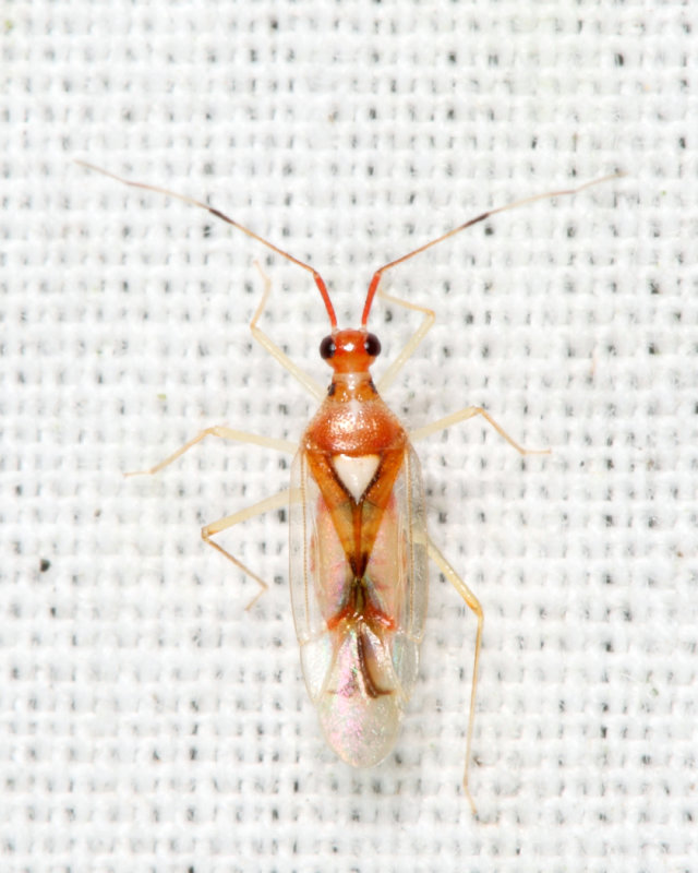 Hyaliodes harti