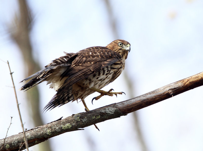 Coopers Hawk - Accipiter cooperii