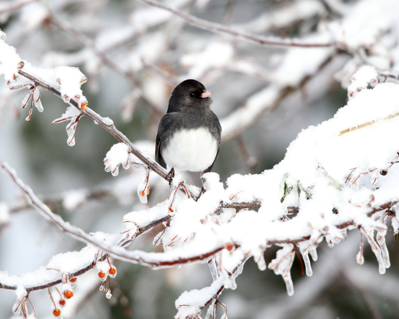 Dark-eyed Junco - Junco hyemalis