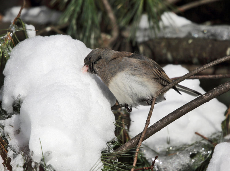 Dark-eyed Junco - Junco hyemalis