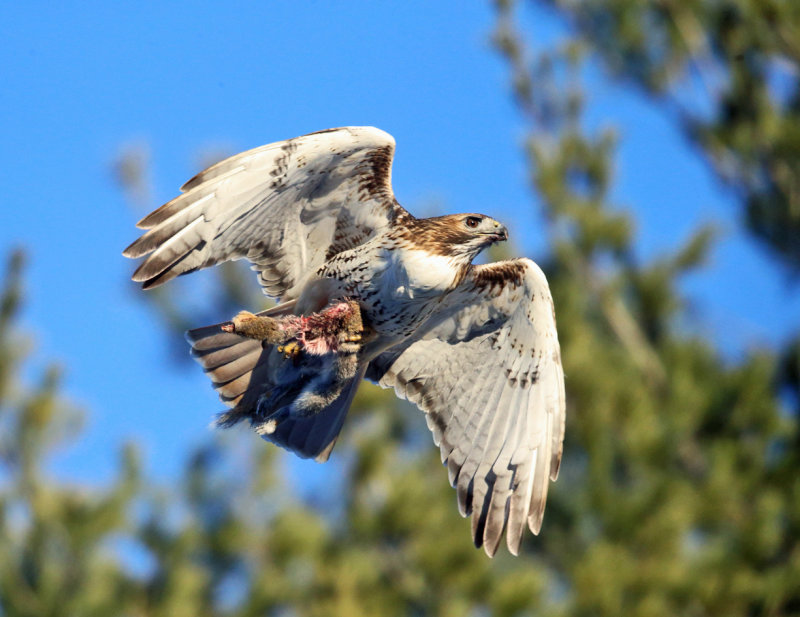 Red-tailed Hawk - Buteo jamaicensis (carrying a Gray Squirrel in its talons)