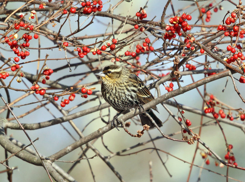 Red-winged Blackbird - Agelaius phoeniceus (female)