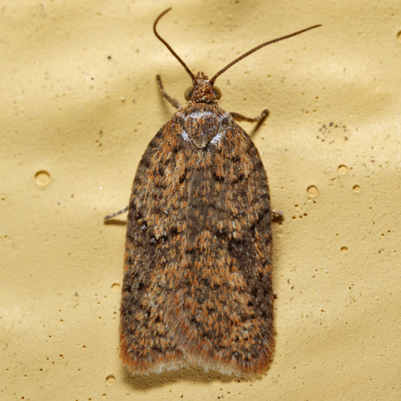 3518 - Acleris braunana IMG_8125