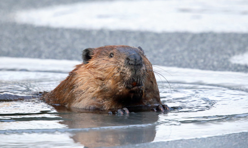 North American Beaver - Castor canadensis