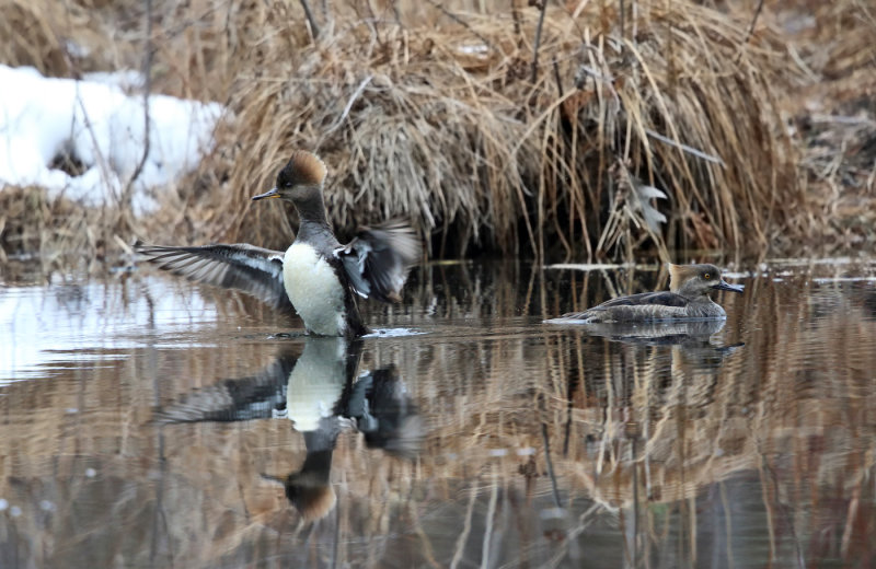 Hooded Mergansers - Lophodytes cucullatus (female)