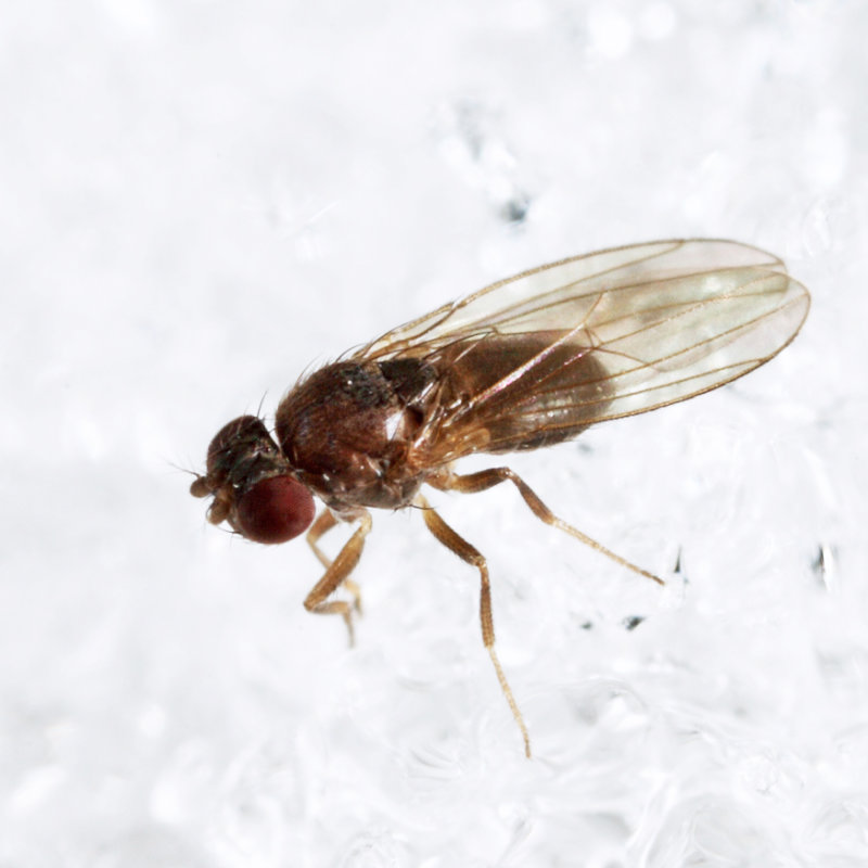 Drosophila affinis species group