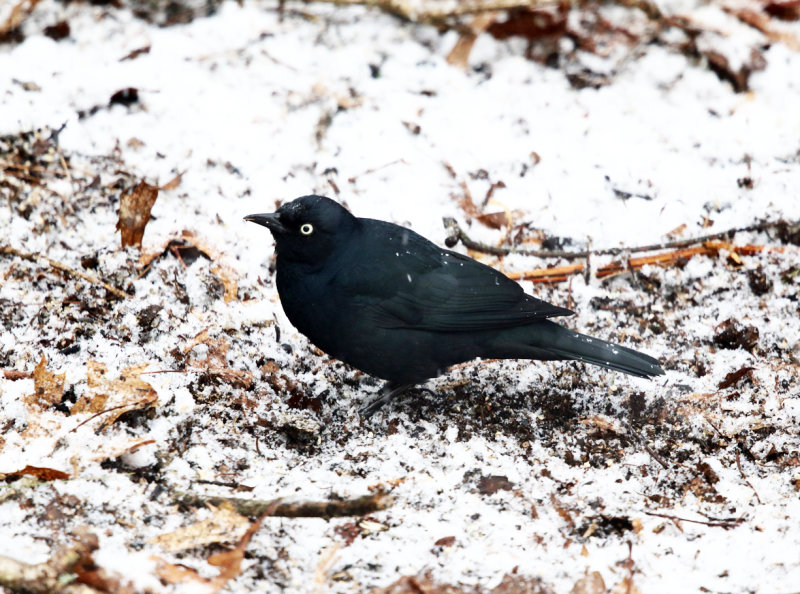 Rusty Blackbird - Euphagus carolinus