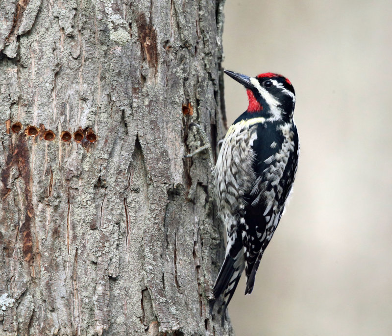 Yellow-bellied Sapsucker - Sphyrapicus varius 