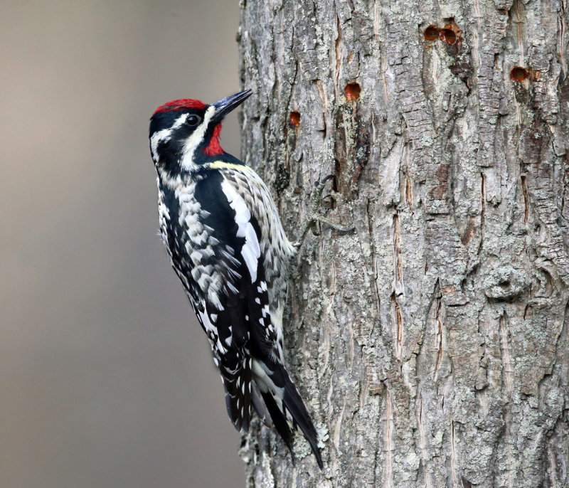 Yellow-bellied Sapsucker - Sphyrapicus varius 