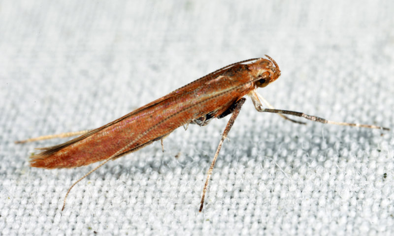 Caloptilia sp.