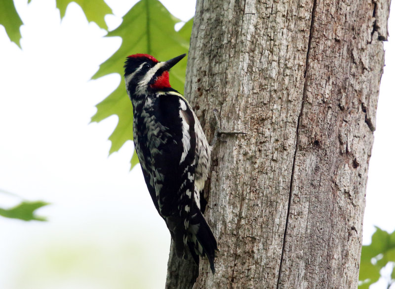 Yellow-bellied Sapsucker - Sphyrapicus varius