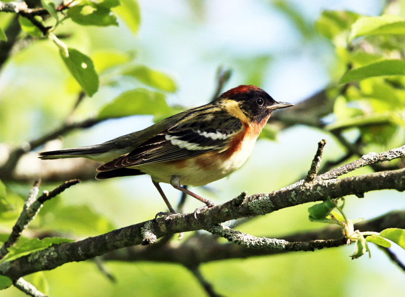 Bay-breasted Warbler - Setophaga castanea