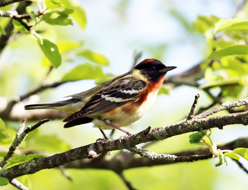 Bay-breasted Warbler - Setophaga castanea