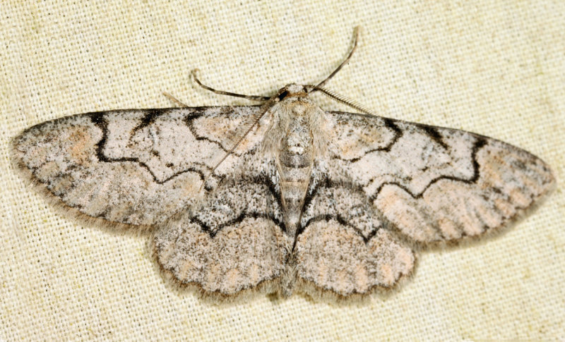 6588 - Bent-line Gray - Iridopsis larvaria