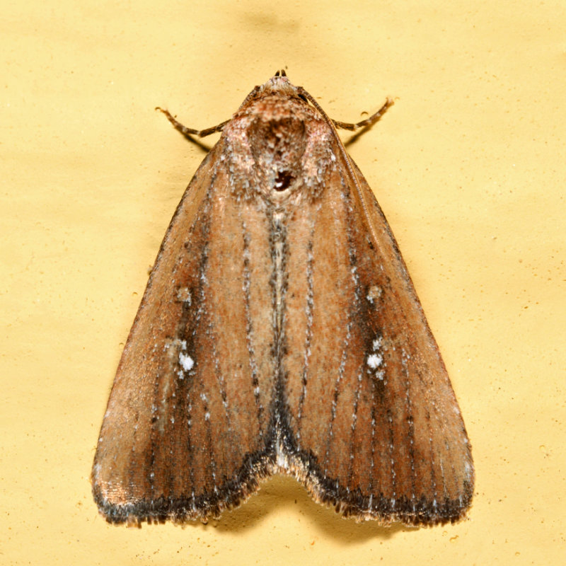 9690 - White-dotted Groundling - Condica videns