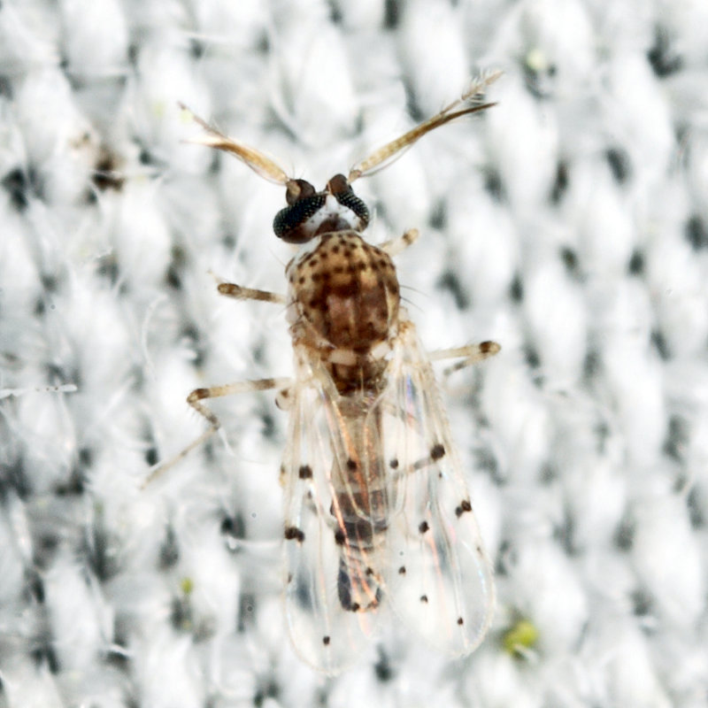Alluaudomyia sp.