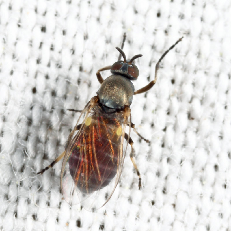 Simulium sp.