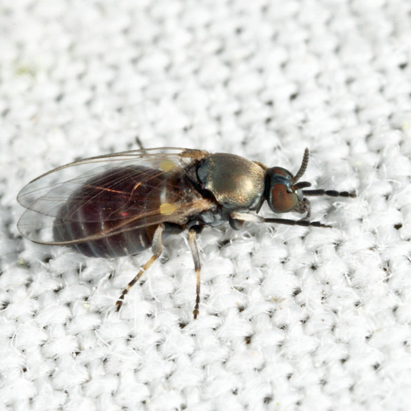 Simulium sp.