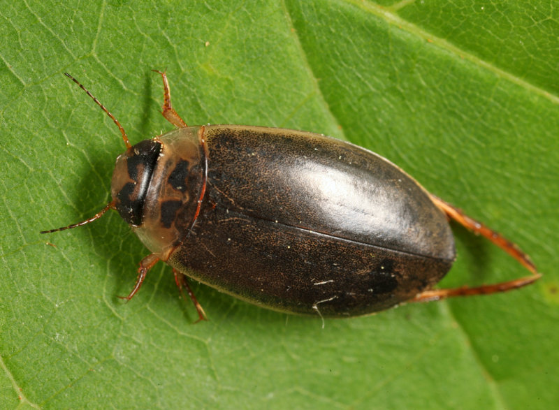 Rhantus binotatus