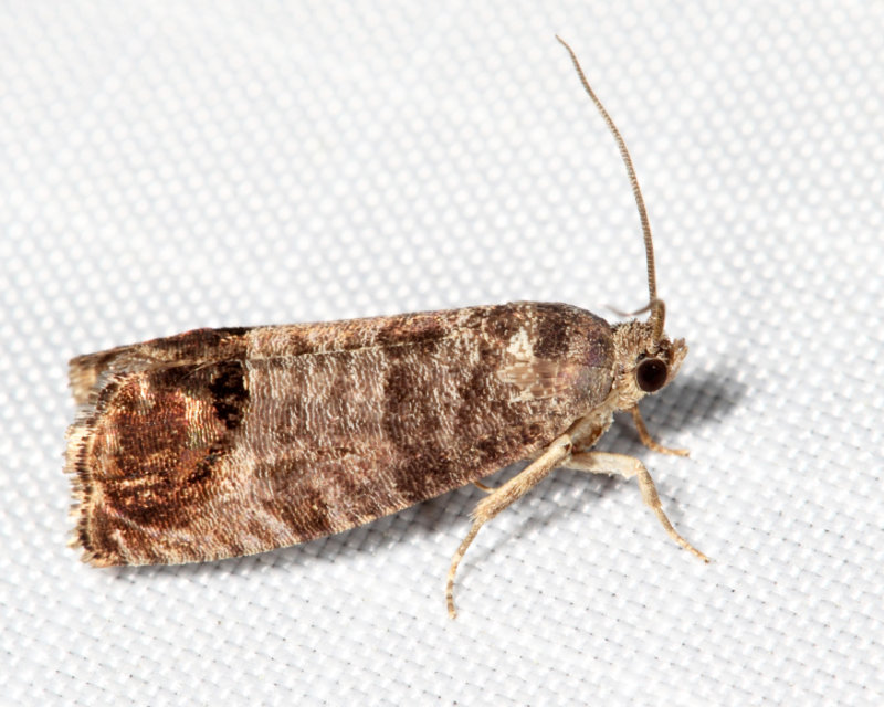 3492 - Codling Moth - Cydia pomonella